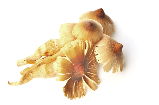 termite mushroom