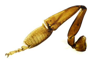 Honey bee hind leg under the microscope