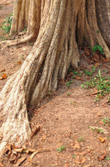 Root of Tree