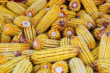 Fototapeta na wymiar Corn stored for winter background