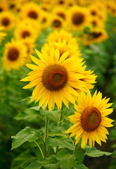 Fototapeta premium Sunflowers