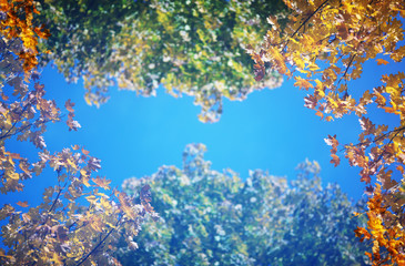 Obraz na płótnie Canvas leaves in fall in sky