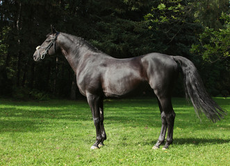 Portrait of a thoroughbred stallion