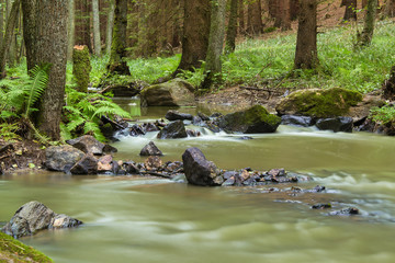 Mountain stream in a forest