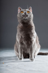 Fototapeta premium Grey Chartreux cat with yellow orange eyes isolated on grey.