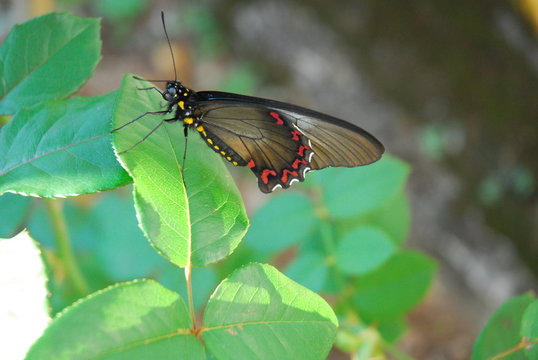 Butterfly