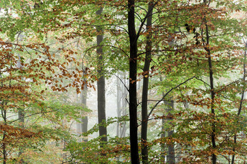 Nebel im Wald im Herbst