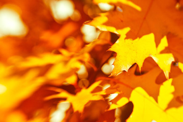 orange autumn leaves background