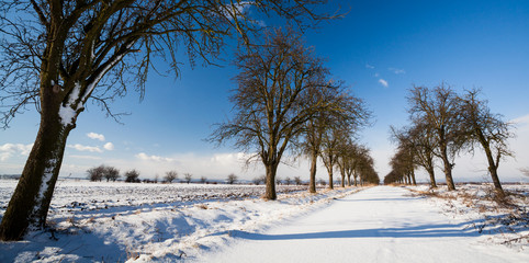 Lovely winter landcape - alley covered with fresh snow on a sunn