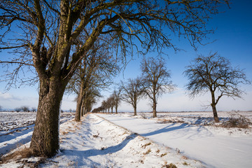Lovely winter landcape - alley covered with fresh snow on a sunn