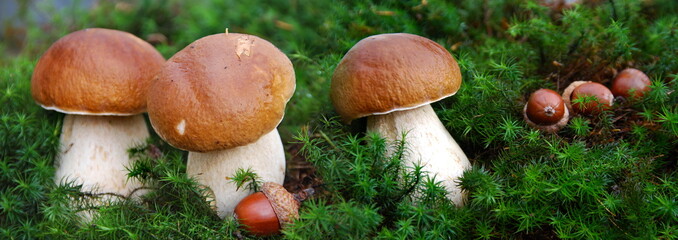 Ceps with moss Panorama