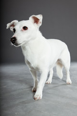 Cute and funny white jack russell dog isolated on grey.
