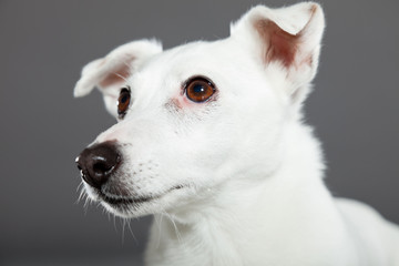 Obraz premium Cute and funny white jack russell dog isolated on grey.