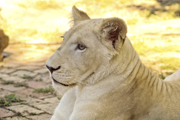 Portrait of a young white lioness