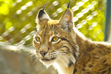 Portrait of a young female lynx