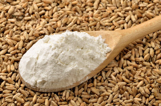 Wheat flour and grains