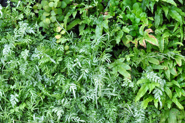 Fern on Vertical garden