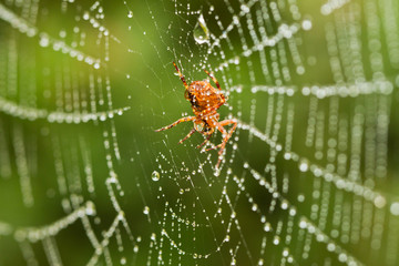 Spider on a web