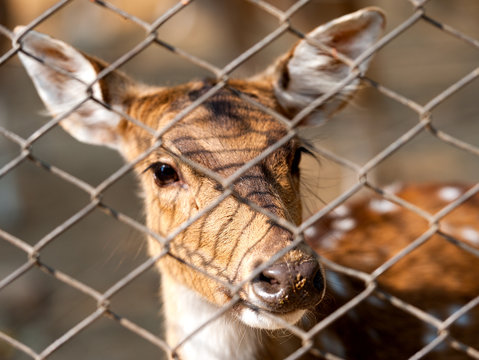 Young deer in volary