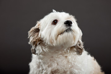 White boomer dog isolated on dark grey background.