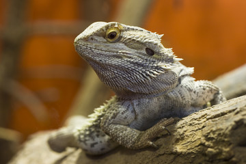 Grey Lizard