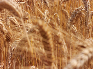 Fototapeta premium wheat field