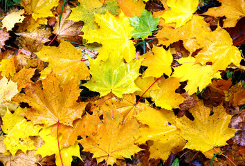 Background of fallen autumn leaves