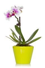 Naklejka na ściany i meble Little orchid in a green pot