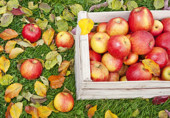red apples in wooden box in the garden