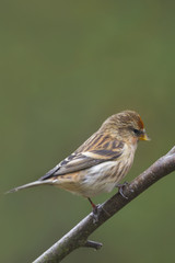 Redpoll (Carduelis flammea)