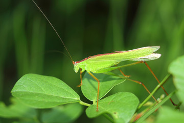 Grasshopper