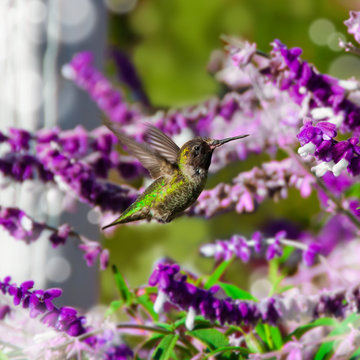 Hummingbird in flight, California