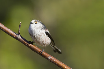 Long Tailed Tit  (Aegithalos caudatus)