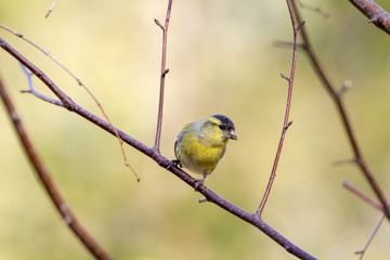 siskin