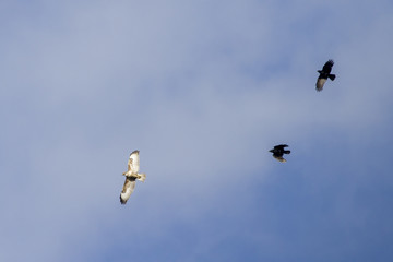 common buzzard being chased