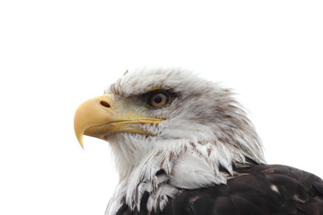 sea eagle