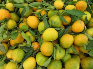 Cosecha  mandarinas y clementinas. Tangerines.