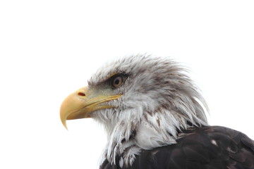 sea eagle