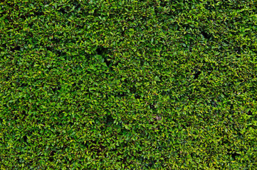 Hedge with green leafs