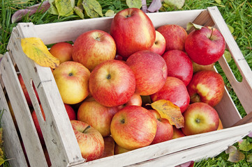 apples in wooden box