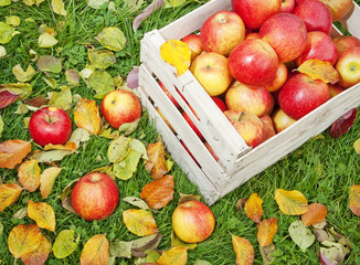 apples in a wooden box in the fall garden