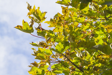 Obraz premium Autumn Leafs