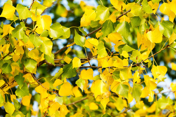 Leaves