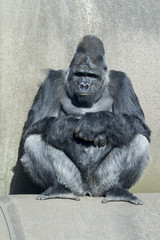 gorilla © chris2766