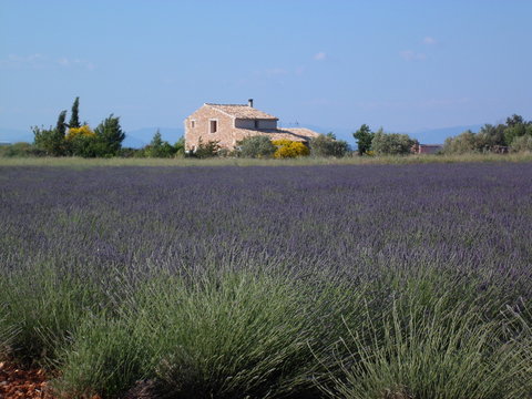 provence