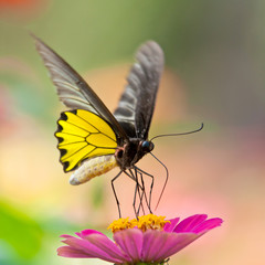 Golden Birdwing Butterfly sucking Zinnia nectar
