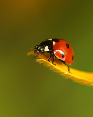 Fototapeta premium ladybug