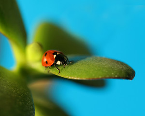 Fototapeta premium bug