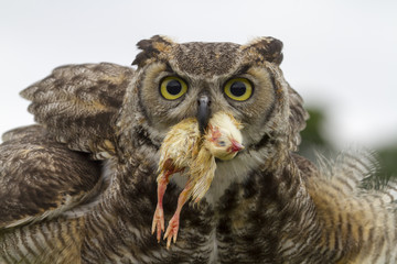 Eagle Owl