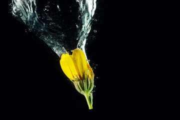 Diving flower